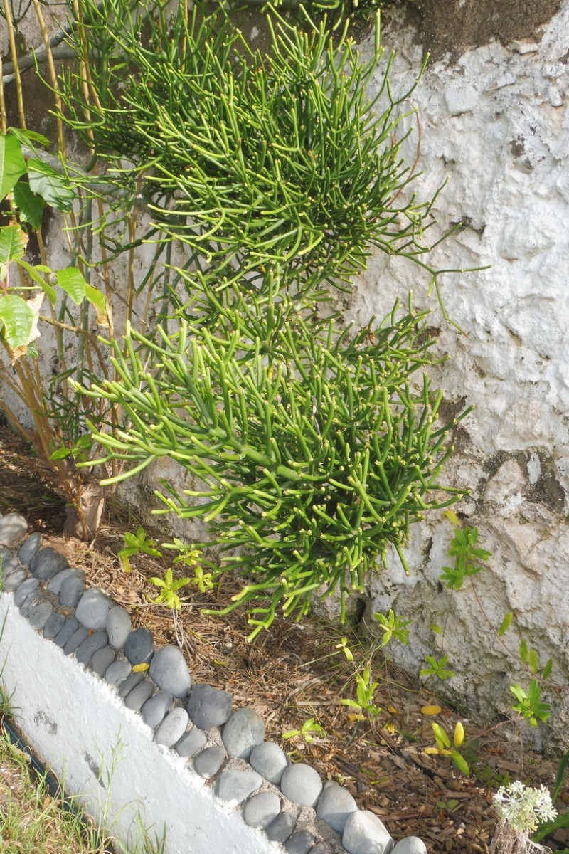 Euphorbia tirucalli Bleistiftstrauch 1.JPG