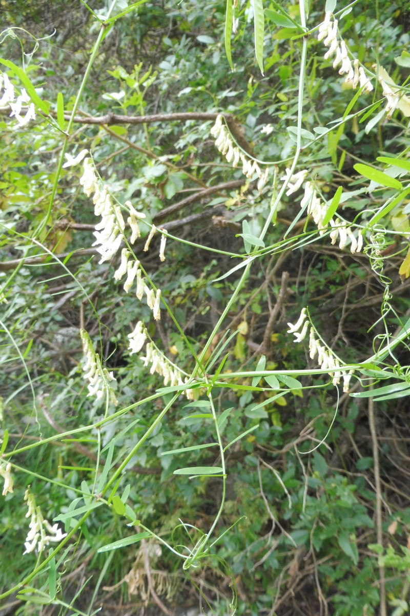 Vicia aphylla 1.JPG