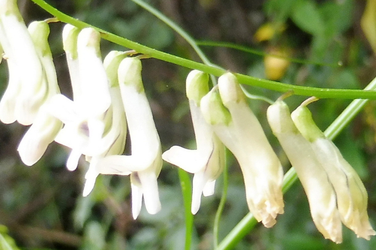 Vicia aphylla 2.JPG