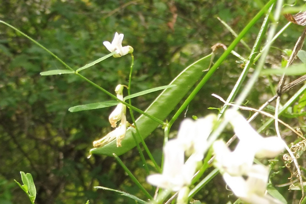 Vicia aphylla 3.JPG