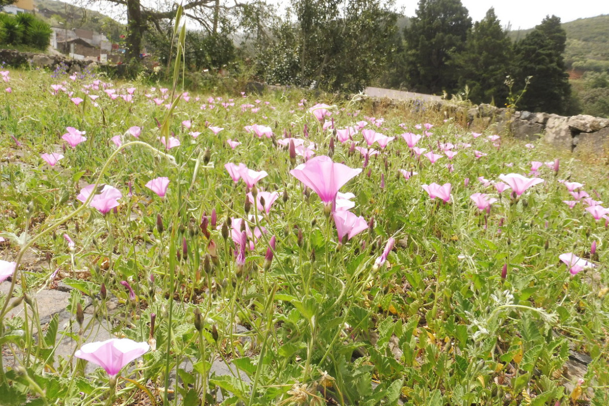 Convolvulus althaeoides 1.JPG