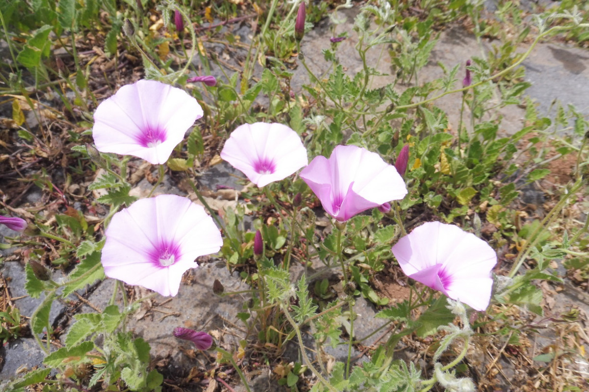 Convolvulus althaeoides 2.JPG