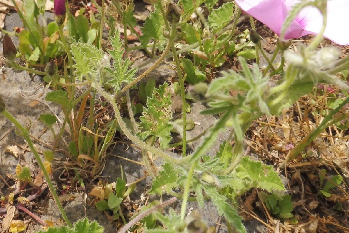 Convolvulus althaeoides 3.JPG