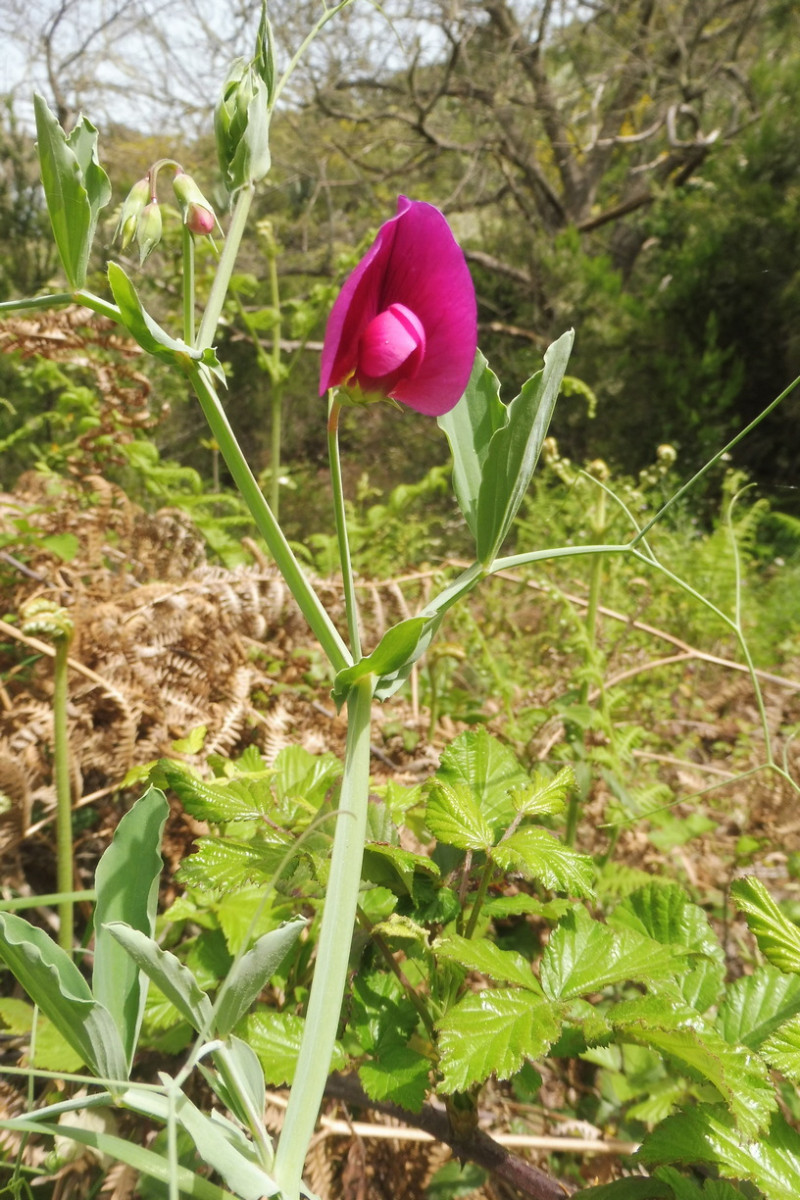Lathyrus 1.JPG