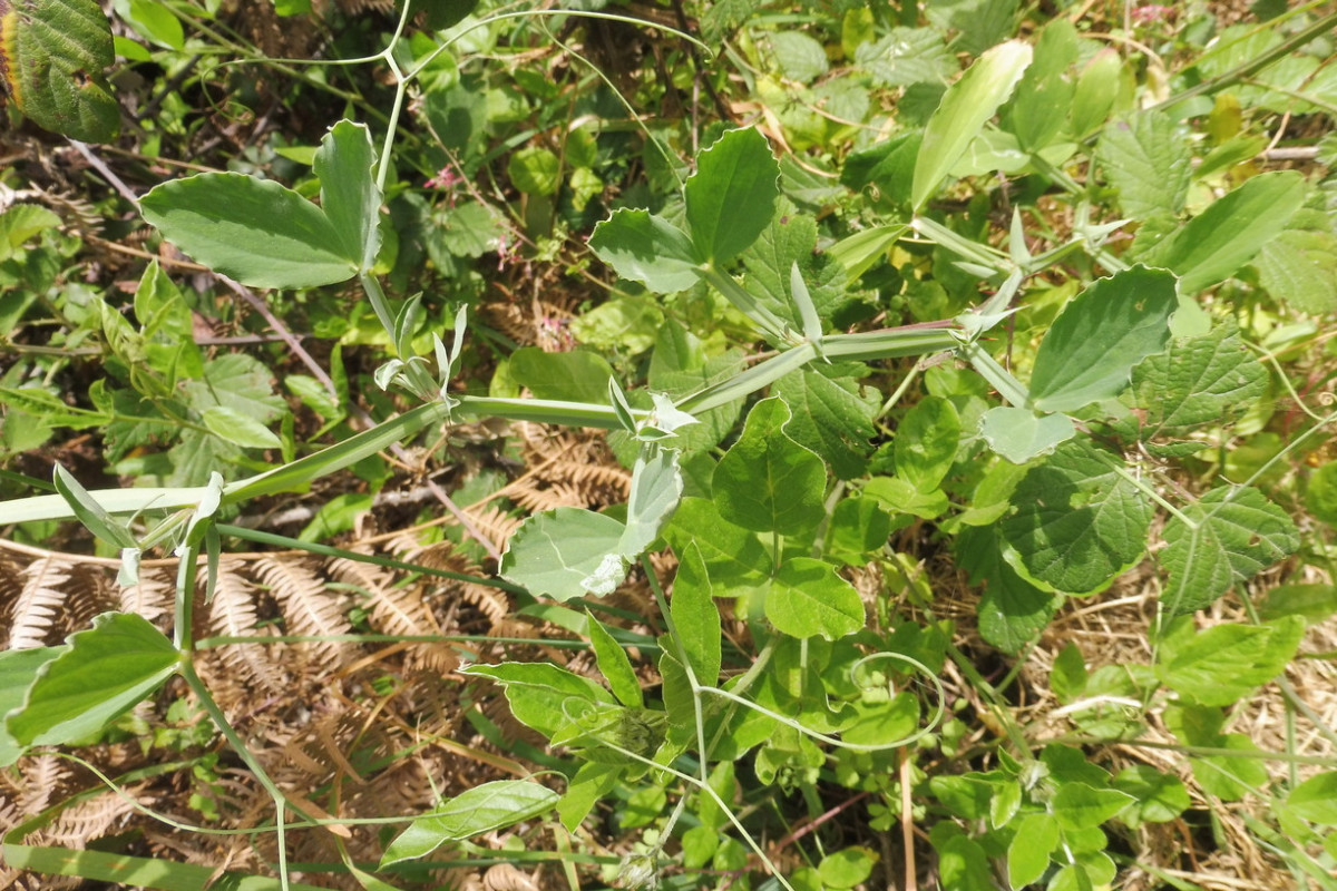 Lathyrus 2.JPG