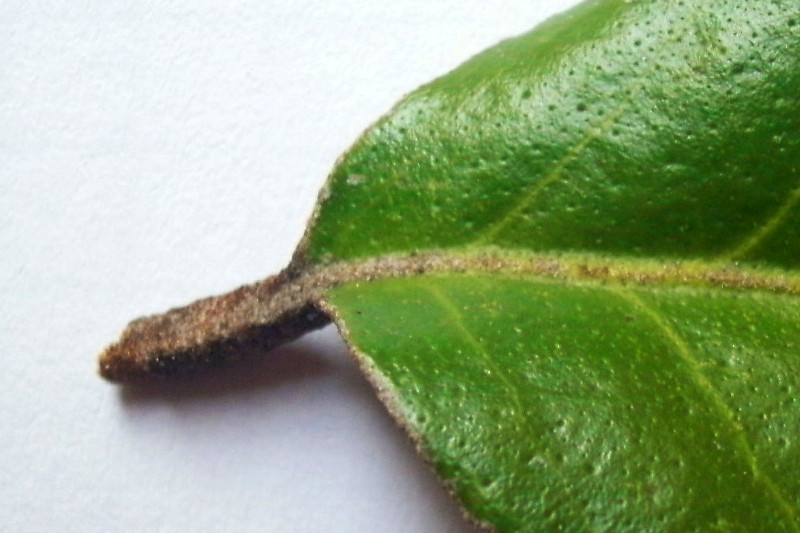 Elaeagnus x Ebbingei_älteres Blatt Oberseite_05-2009.jpg