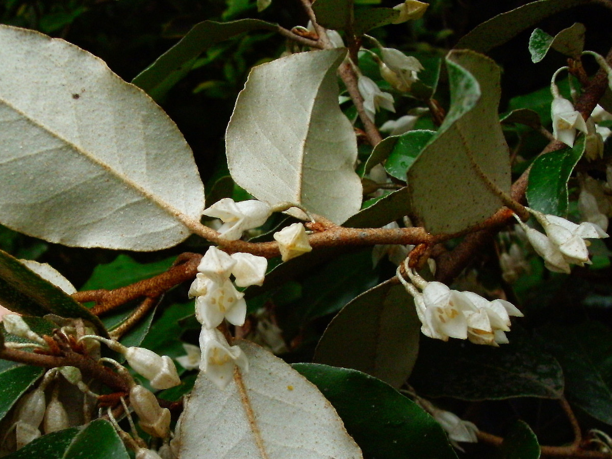 Elaeagnus x Ebbingei_Blüten_09-2008.jpg