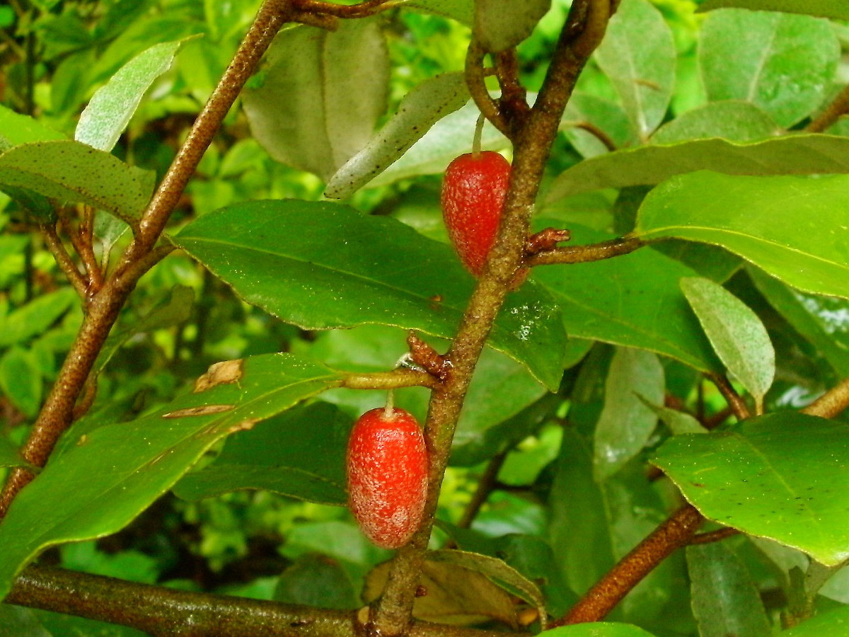 Elaeagnus x Ebbingei_Früchte am Strauch_05-2009.jpg