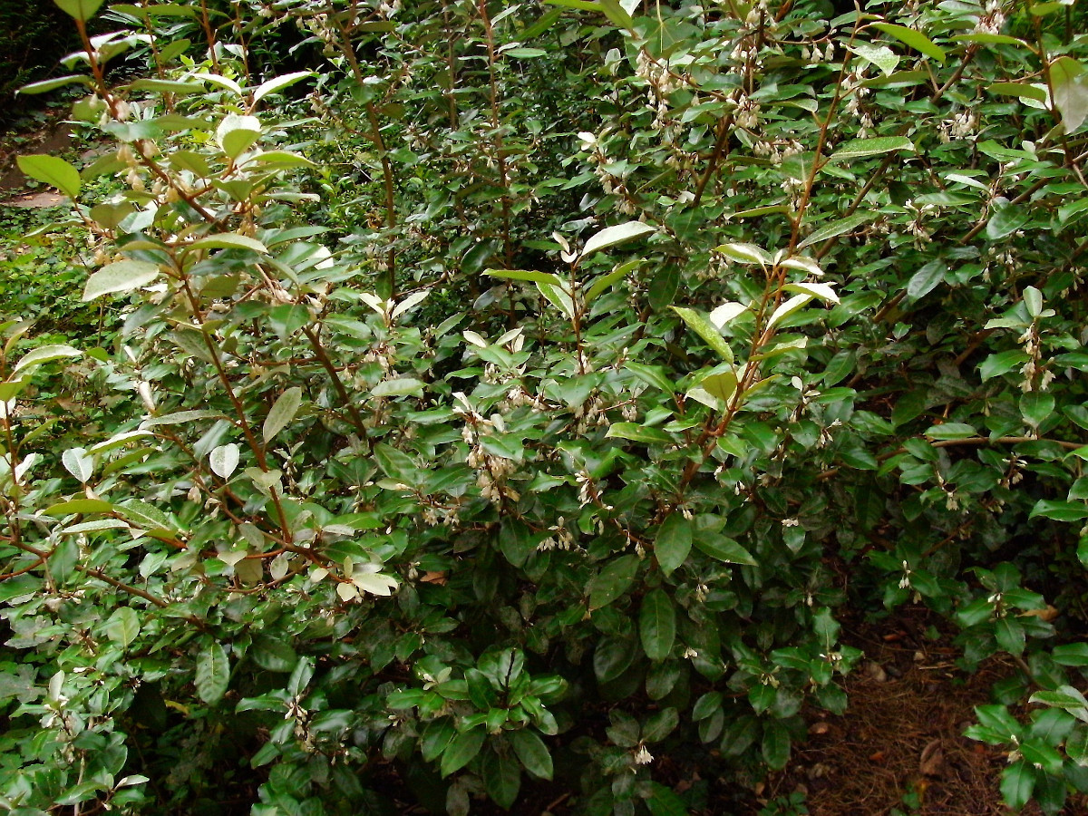 Elaeagnus x Ebbingei_Habitus_09-2008.jpg