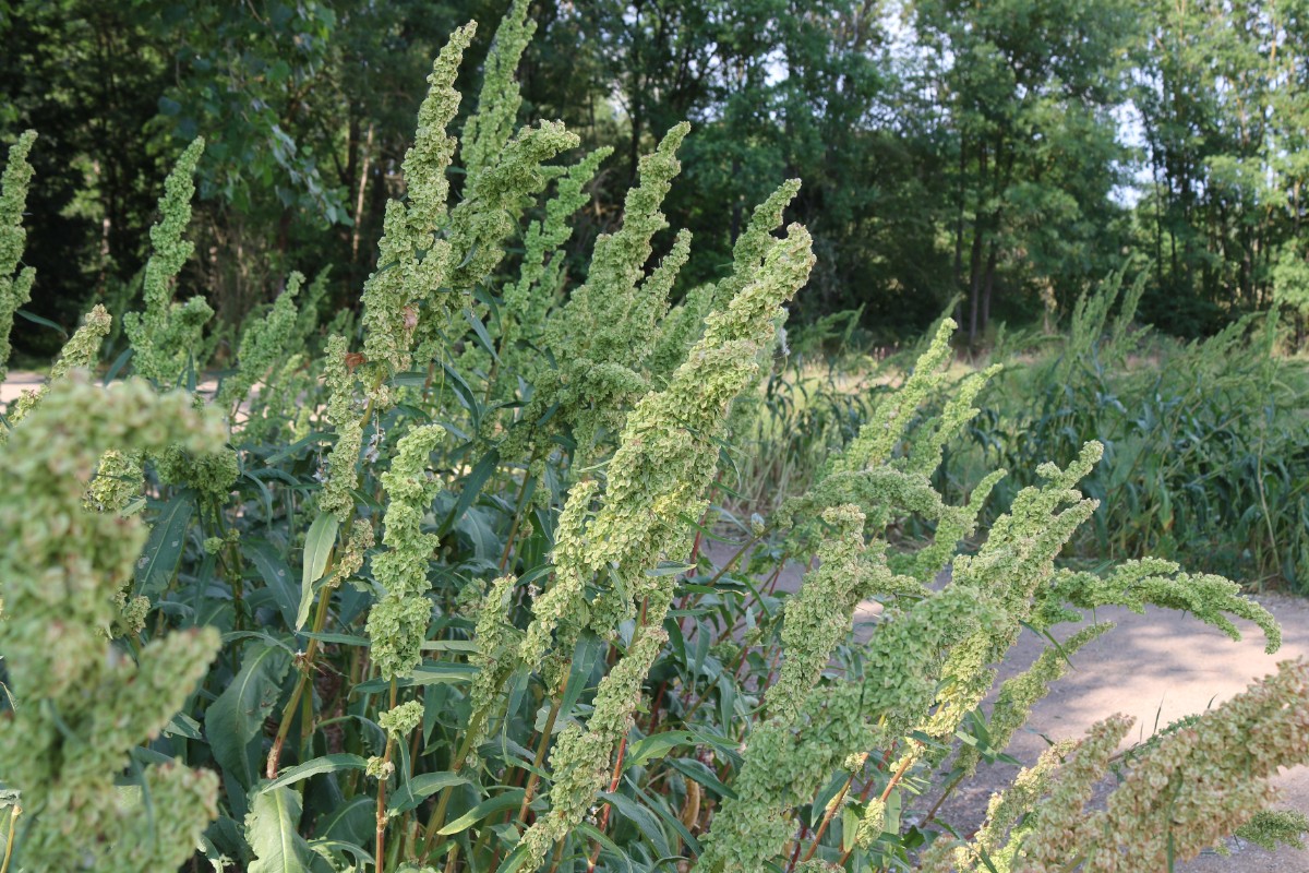 Rumex patientia Kostheim (1)a.jpg