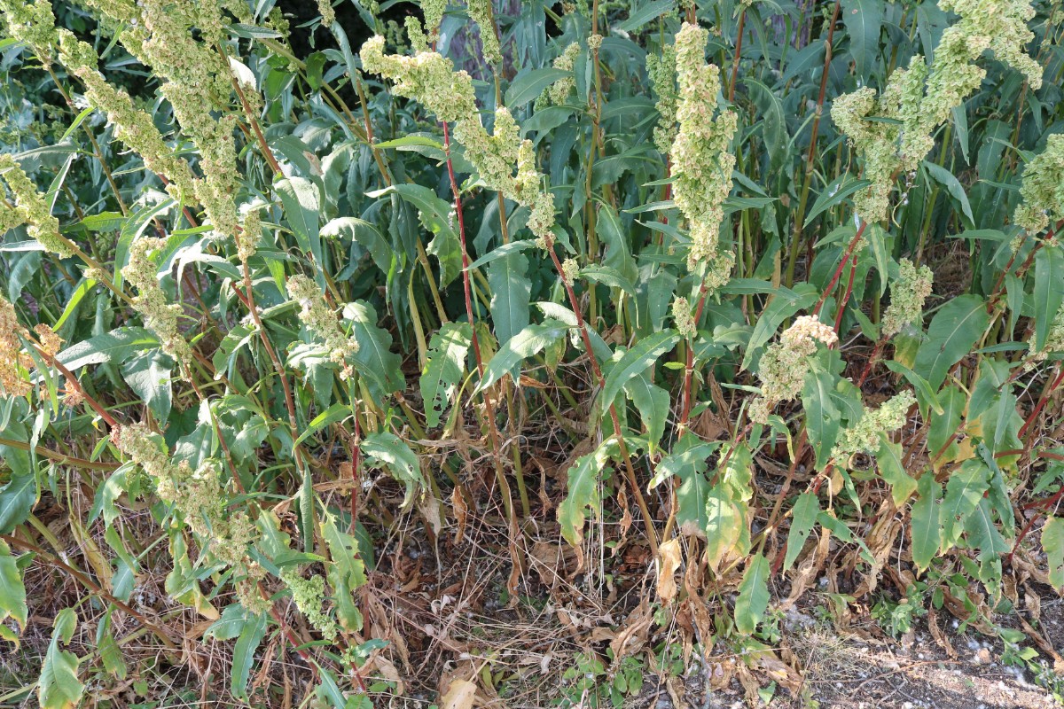 Rumex patientia Kostheim (5)a.jpg