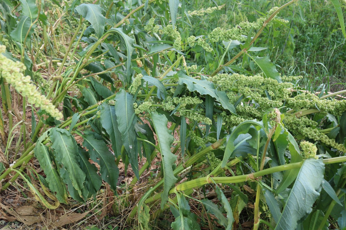 Rumex patientia Kostheim (6)a.jpg