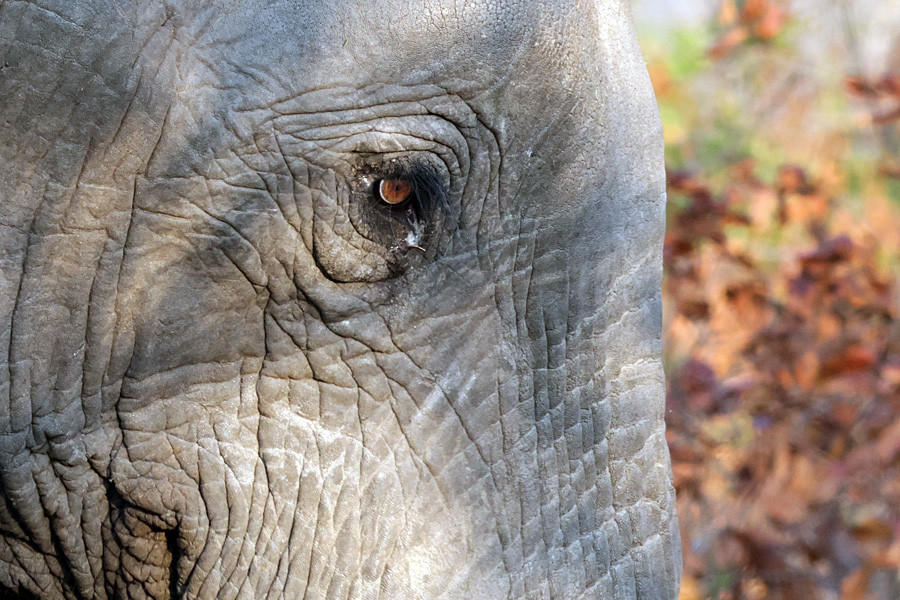 Loxodonta africana - Afrikanischer Elefant (m, juv Portrait).jpg