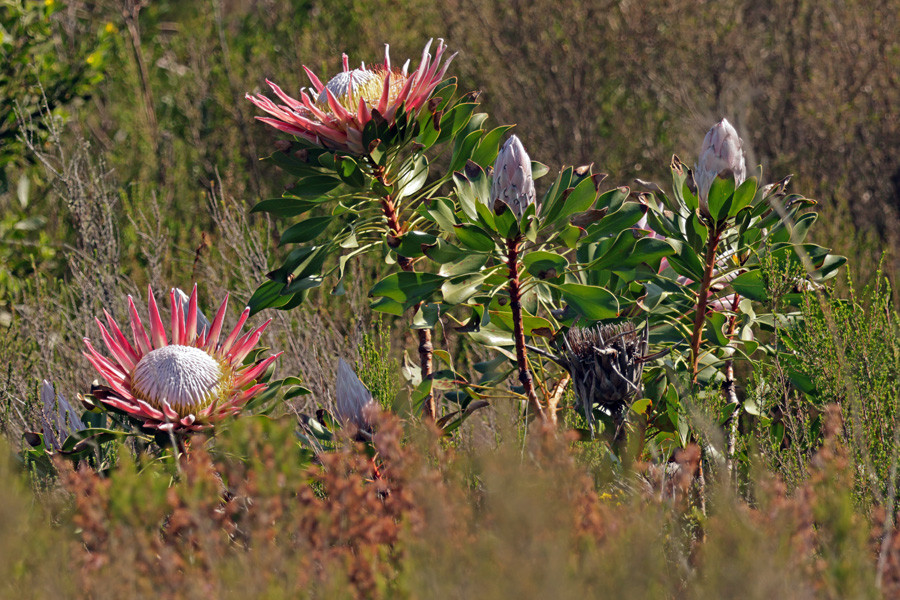 Protea cynaroides - Königsprotea (Habitus).jpg