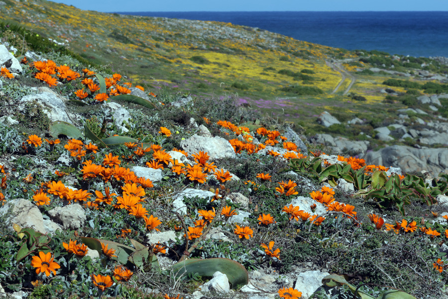 Südafrika - West Coast Nationalpark, Postberg, Fynbos.jpg