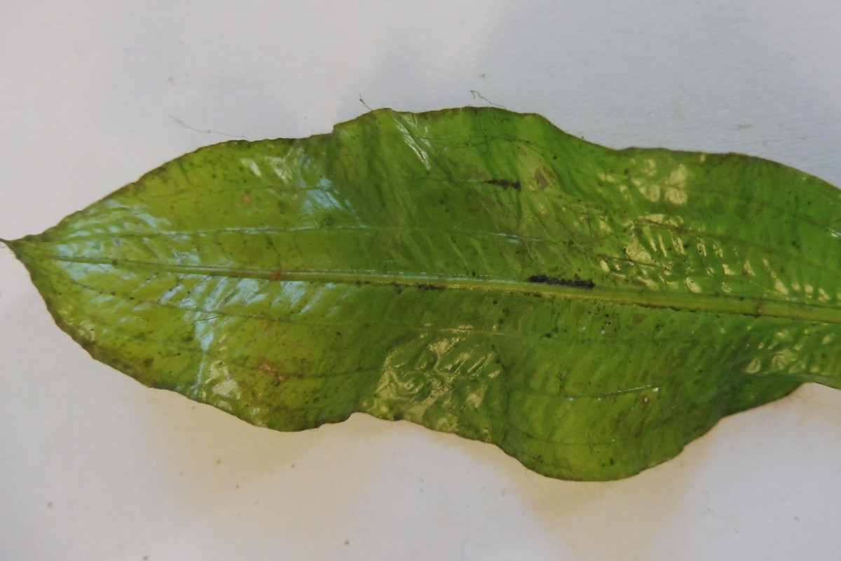 Potamogeton 3.JPG