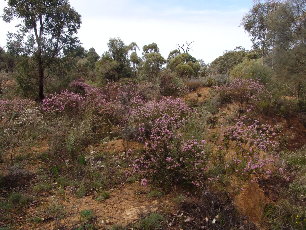 WA RicaEricksonPres N Toodyay G (110).JPG