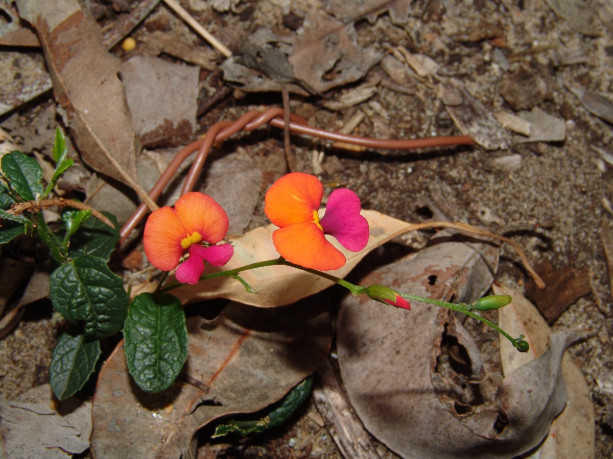 Chorizema ilicifolium WA Perth KingsPark G (068).JPG