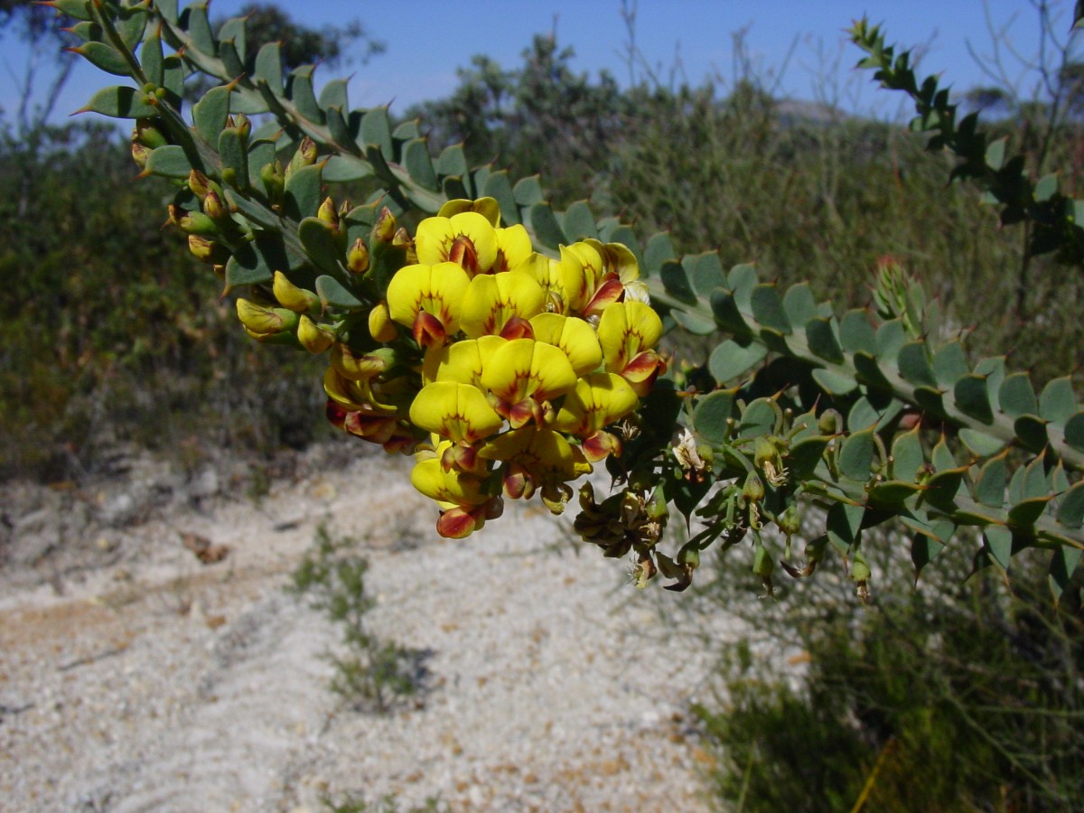 Daviesia striata (cf) Fab FitzgeraldRiverNP 7a.JPG