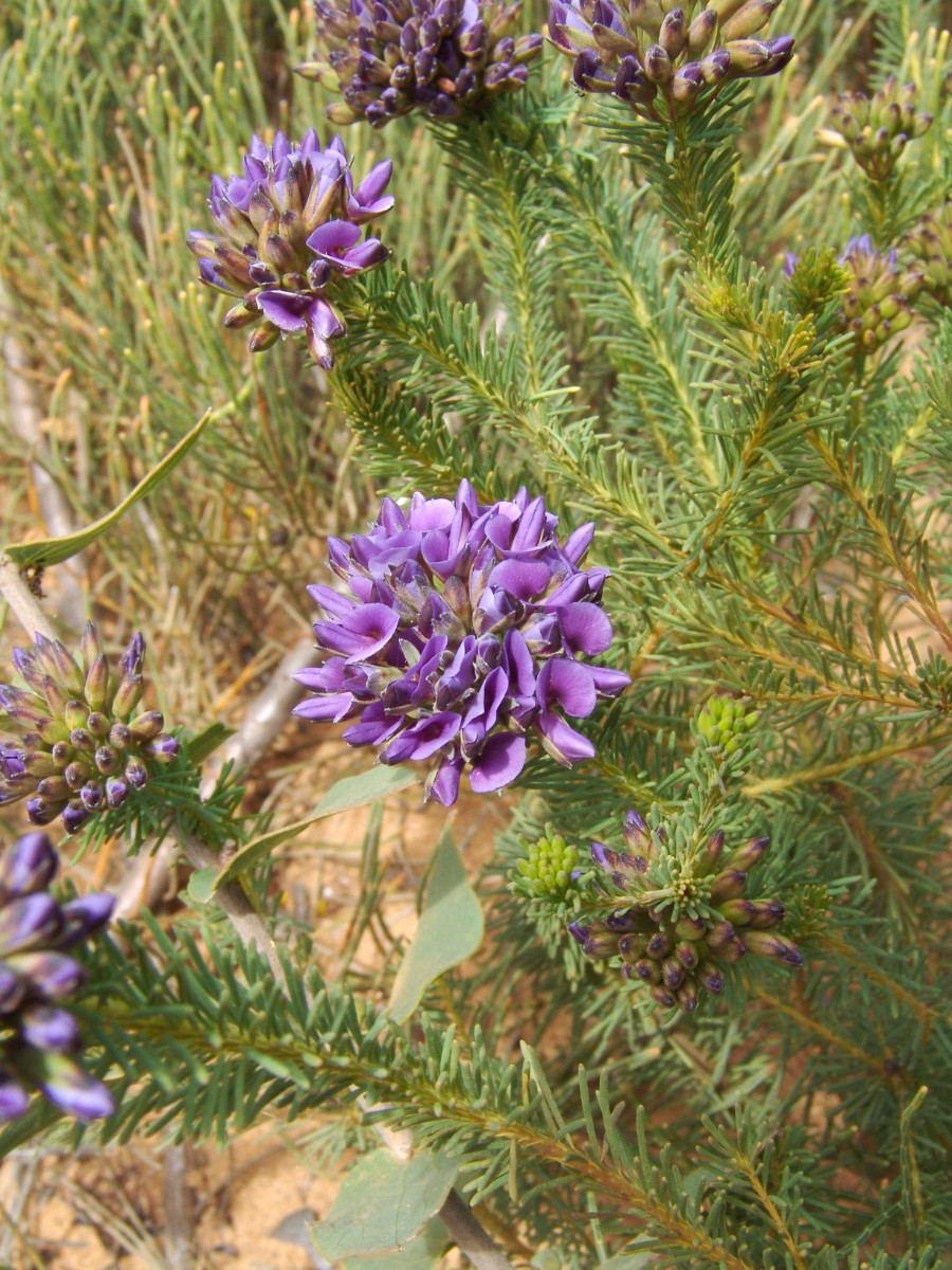 Gompholobium confertum (cf) S-WA 50 km E Hopetoun G (111).JPG