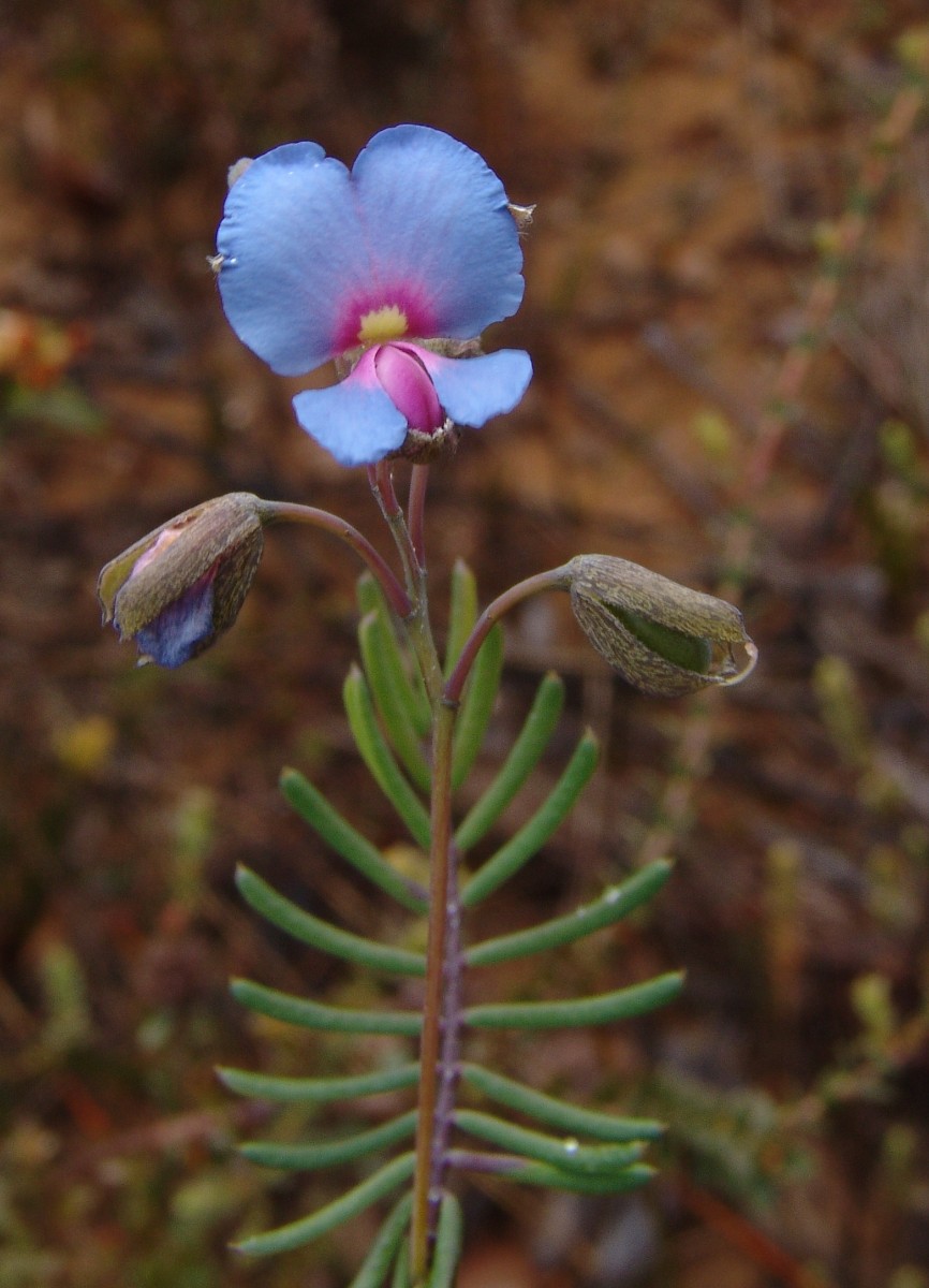 Gompholobium venustum WA StirlingRange S MtMagog G (126).JPG