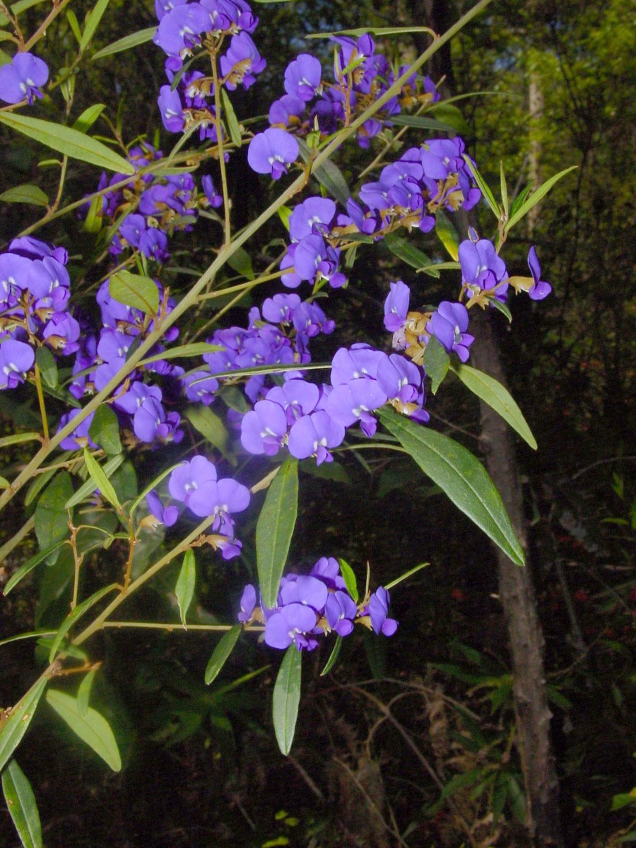 Hardenbergia sp (cf) Pemberton 1c.JPG