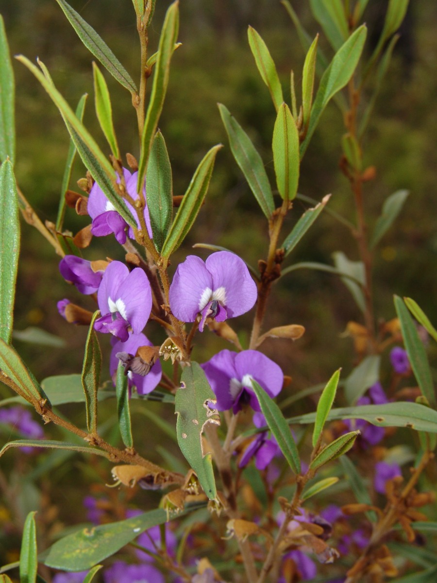 Hovea sp SW-WA N Augusta YachtClub G (023).JPG