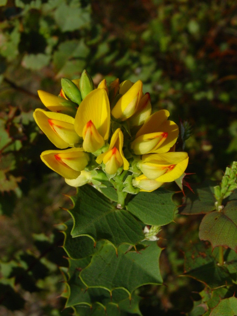 Nemcia ilicifolia BadgingarraNP 1a.JPG